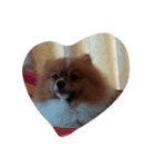 pomeranian0207（個別スタンプ：2）