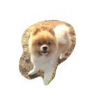 pomeranian0207（個別スタンプ：3）