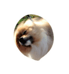 pomeranian0207（個別スタンプ：4）