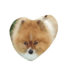pomeranian0207（個別スタンプ：5）