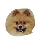 pomeranian0207（個別スタンプ：6）