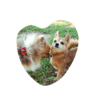 pomeranian0207（個別スタンプ：7）