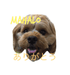 ぼく、マハロ(ペキプー♂)（個別スタンプ：1）