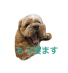 ぼく、マハロ(ペキプー♂)（個別スタンプ：3）
