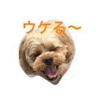 ぼく、マハロ(ペキプー♂)（個別スタンプ：5）