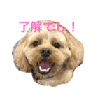 ぼく、マハロ(ペキプー♂)（個別スタンプ：6）