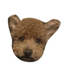 ぱんまろこはのすたんぷです（個別スタンプ：2）