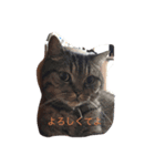 シャビさんのぶつぶつ（個別スタンプ：2）