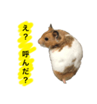 ゴールデンハムスターのジェリー（個別スタンプ：1）