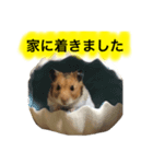 ゴールデンハムスターのジェリー（個別スタンプ：3）