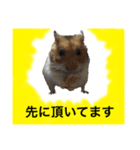 ゴールデンハムスターのジェリー（個別スタンプ：8）