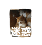 日常猫(写真)（個別スタンプ：9）