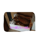 日常猫(写真)（個別スタンプ：16）