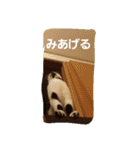日常猫(写真)（個別スタンプ：27）