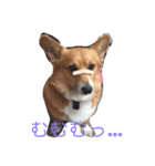 corgi lovers！（個別スタンプ：1）