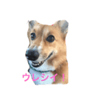 corgi lovers！（個別スタンプ：2）