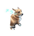 corgi lovers！（個別スタンプ：3）