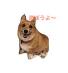 corgi lovers！（個別スタンプ：4）