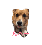 corgi lovers！（個別スタンプ：5）
