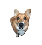 corgi lovers！（個別スタンプ：6）