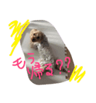アンジュの日常4（個別スタンプ：1）
