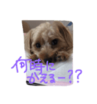 アンジュの日常4（個別スタンプ：20）