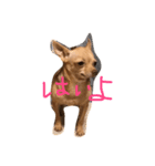 チワワのコツブ（個別スタンプ：2）