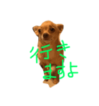 チワワのコツブ（個別スタンプ：3）