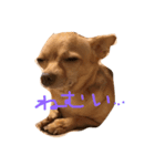チワワのコツブ（個別スタンプ：4）