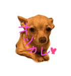 チワワのコツブ（個別スタンプ：5）