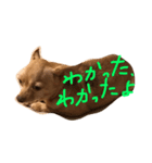 チワワのコツブ（個別スタンプ：6）