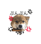 ShibainuGonchanStanp（個別スタンプ：2）
