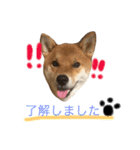 ShibainuGonchanStanp（個別スタンプ：3）