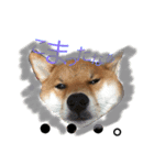 ShibainuGonchanStanp（個別スタンプ：4）