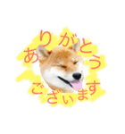ShibainuGonchanStanp（個別スタンプ：5）