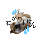 ShibainuGonchanStanp（個別スタンプ：6）