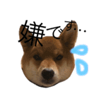 ShibainuGonchanStanp（個別スタンプ：8）
