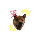 ShibainuGonchanStanp（個別スタンプ：9）
