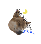 ShibainuGonchanStanp（個別スタンプ：10）