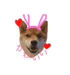 ShibainuGonchanStanp（個別スタンプ：11）