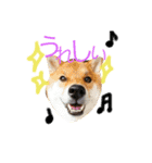 ShibainuGonchanStanp（個別スタンプ：12）
