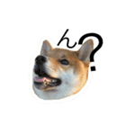 ShibainuGonchanStanp（個別スタンプ：13）