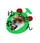 ShibainuGonchanStanp（個別スタンプ：15）