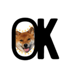 ShibainuGonchanStanp（個別スタンプ：16）