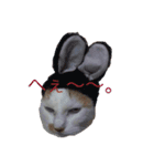 白×茶猫のあさひくん（個別スタンプ：1）