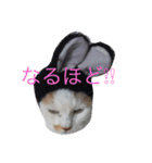 白×茶猫のあさひくん（個別スタンプ：2）