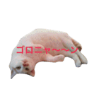 白×茶猫のあさひくん（個別スタンプ：3）