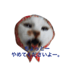 白×茶猫のあさひくん（個別スタンプ：4）