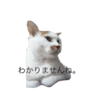 白×茶猫のあさひくん（個別スタンプ：5）
