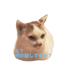 白×茶猫のあさひくん（個別スタンプ：8）